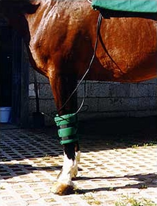 Magnetfelddecke am Pferdebein